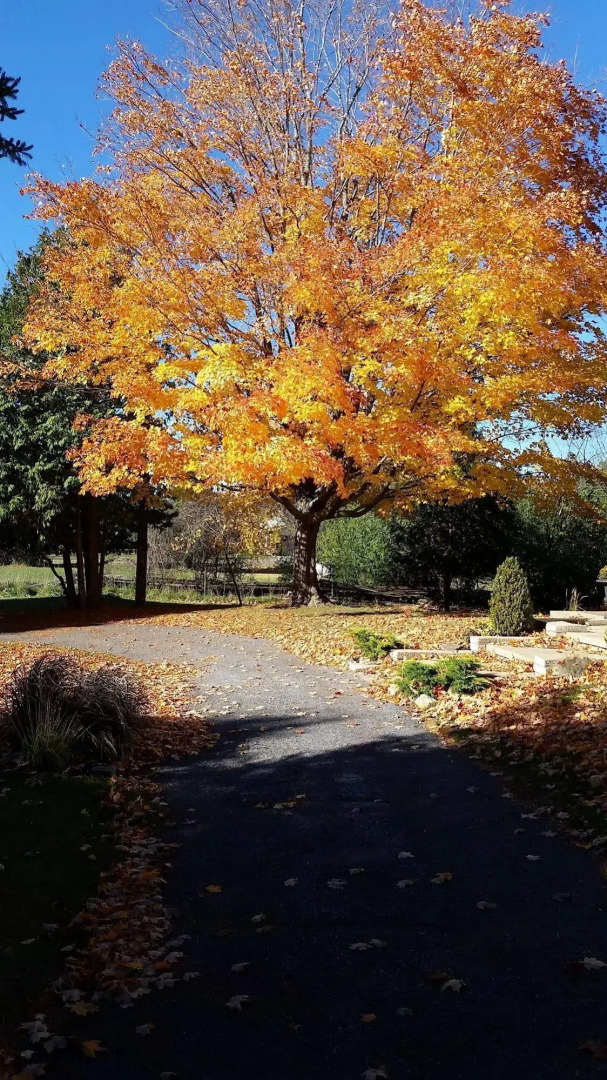 Windsong Manor Bed & Breakfast