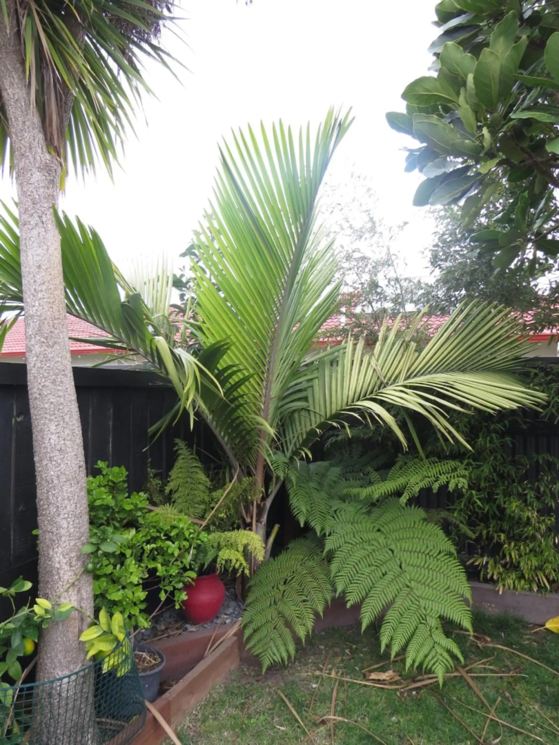 Two Palms