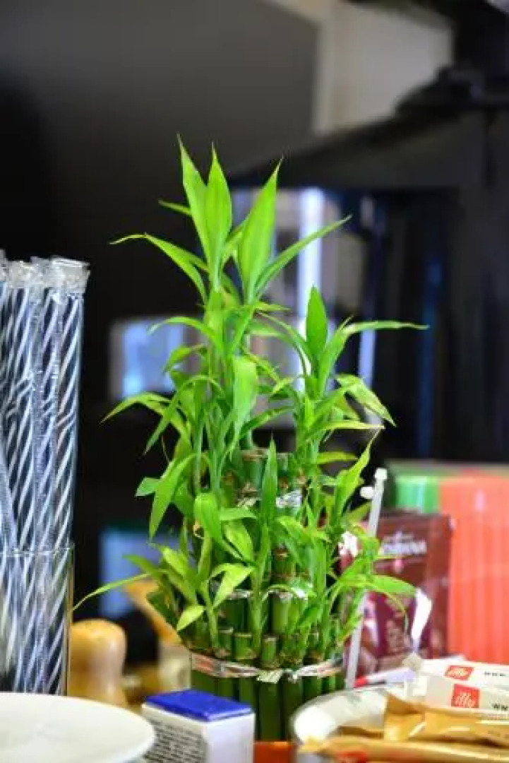 Pensiune Restaurant Flamingo