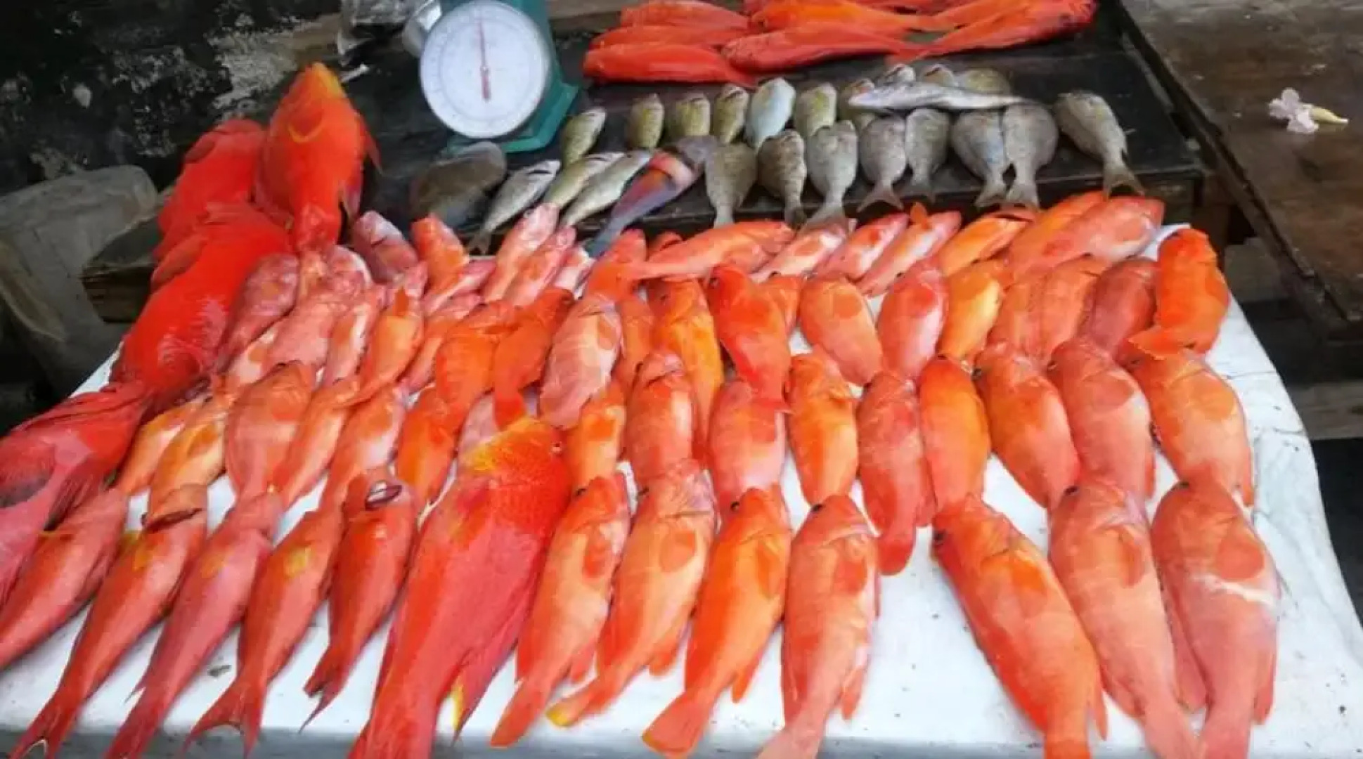 House With 3 Bedrooms in Pereybere, With Pool Access and Enclosed Gard