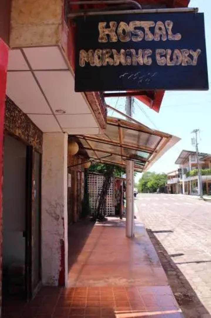 Galapagos Morning Glory