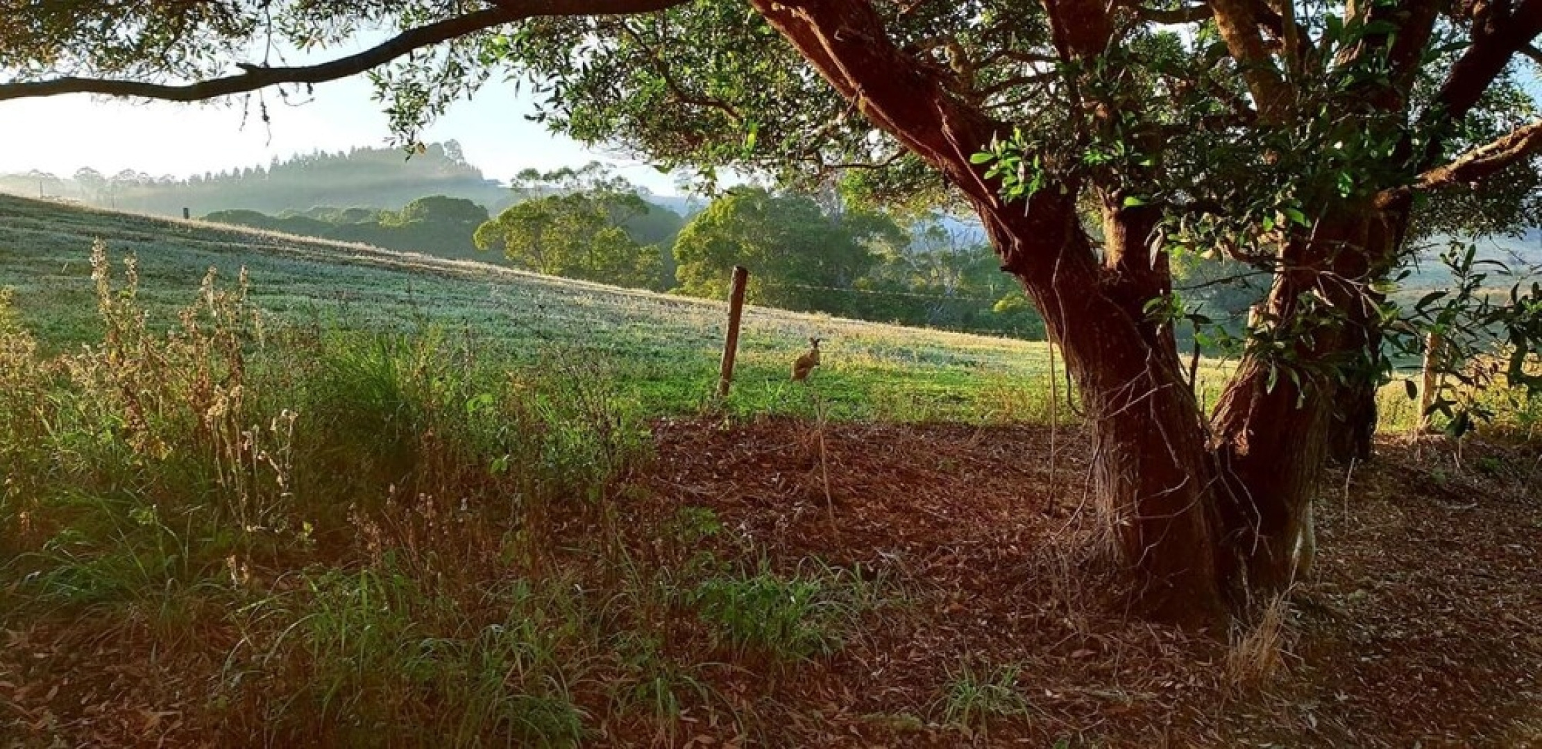 Yungaburra Lodge