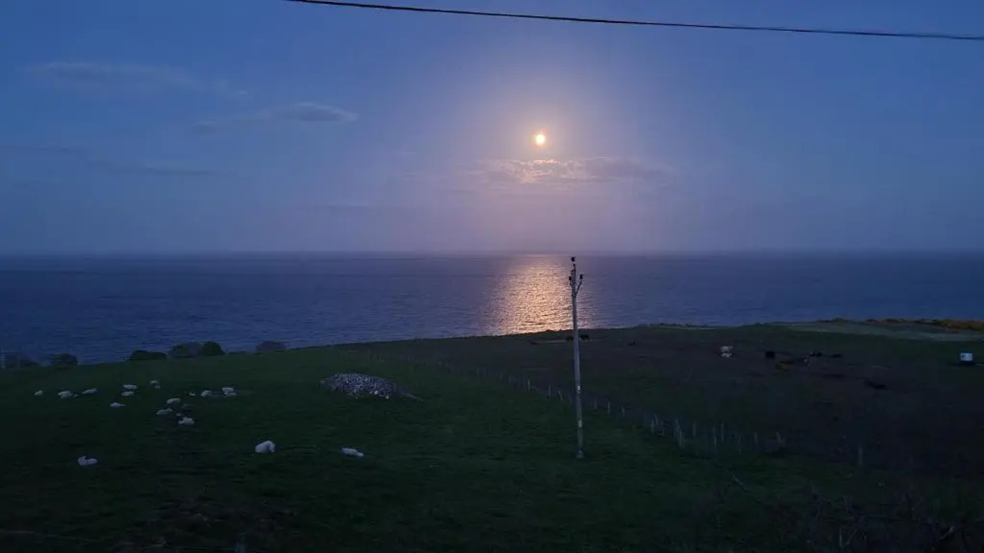 The Tall Pines Studio