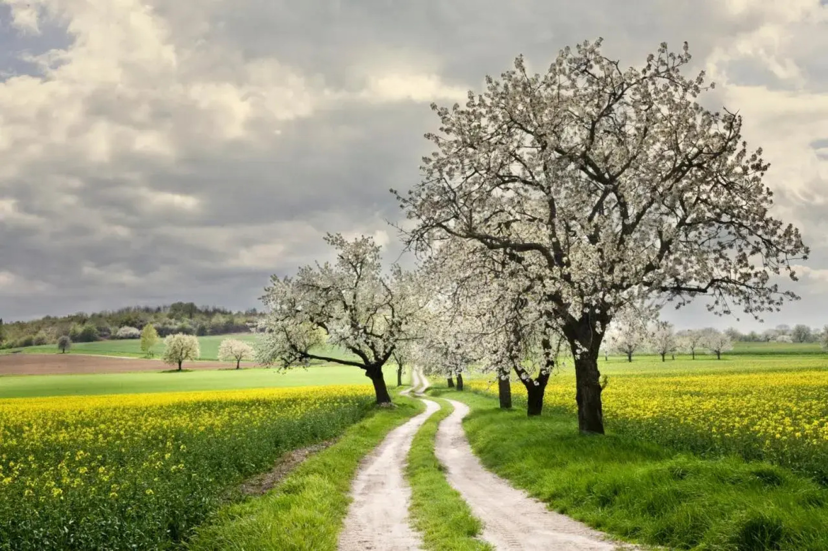 Restauracja i Pokoje Alba