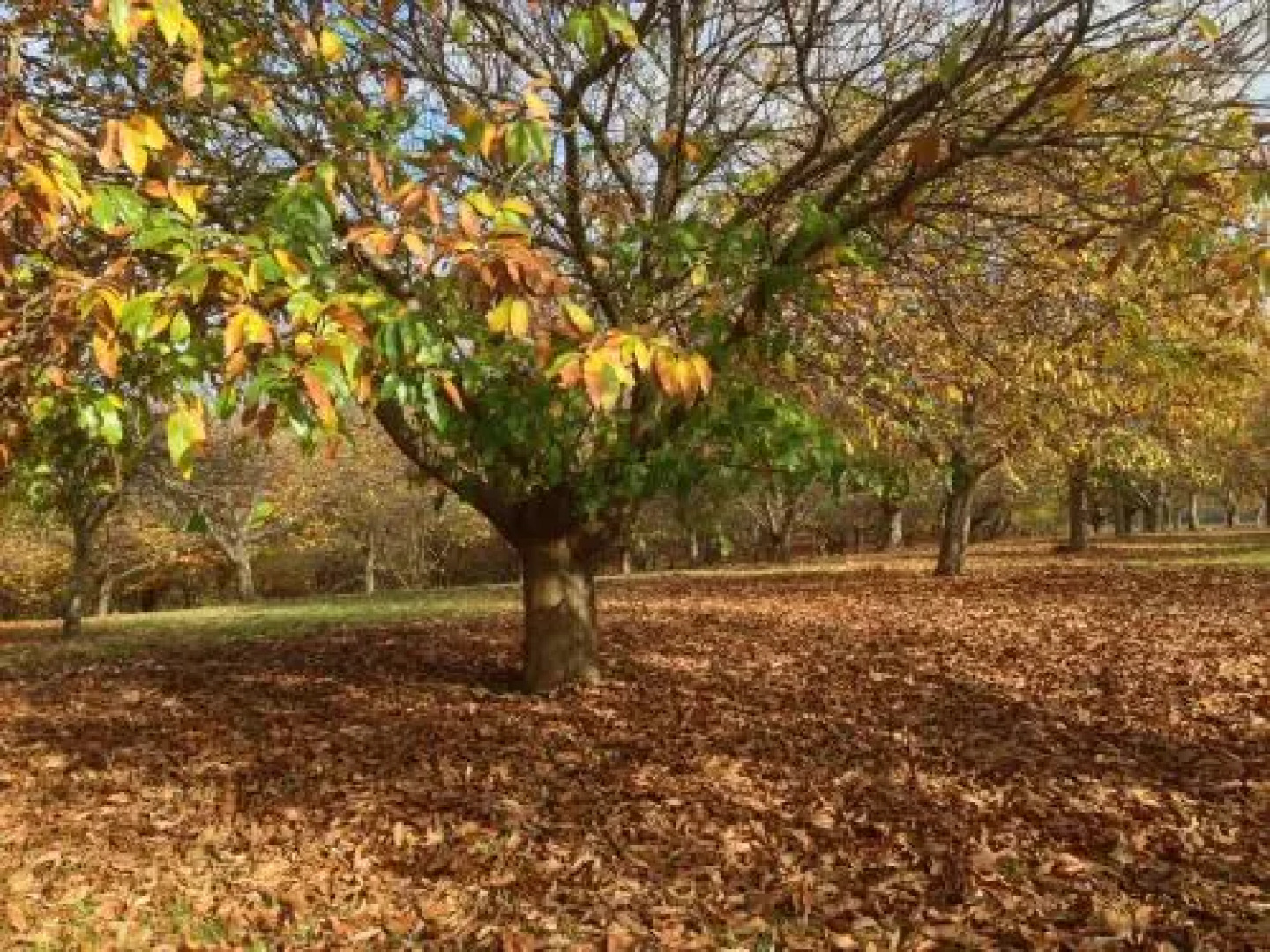 Chestnut Brae Farmstay