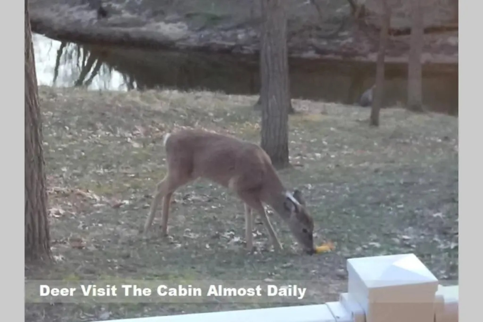 Wisconsin Dells Cabin in the Woods - VLD0423