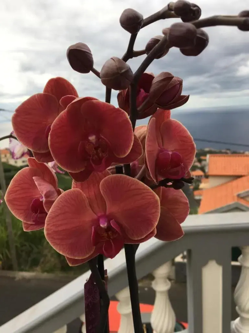 Slice Of Ponta Do Sol- Ground Floor- Sea View