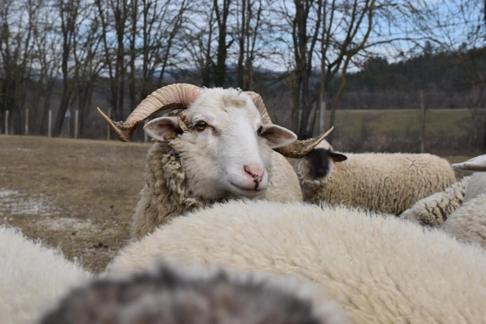 Pilikán Apartments - Park - Vineyard & Sheep farm