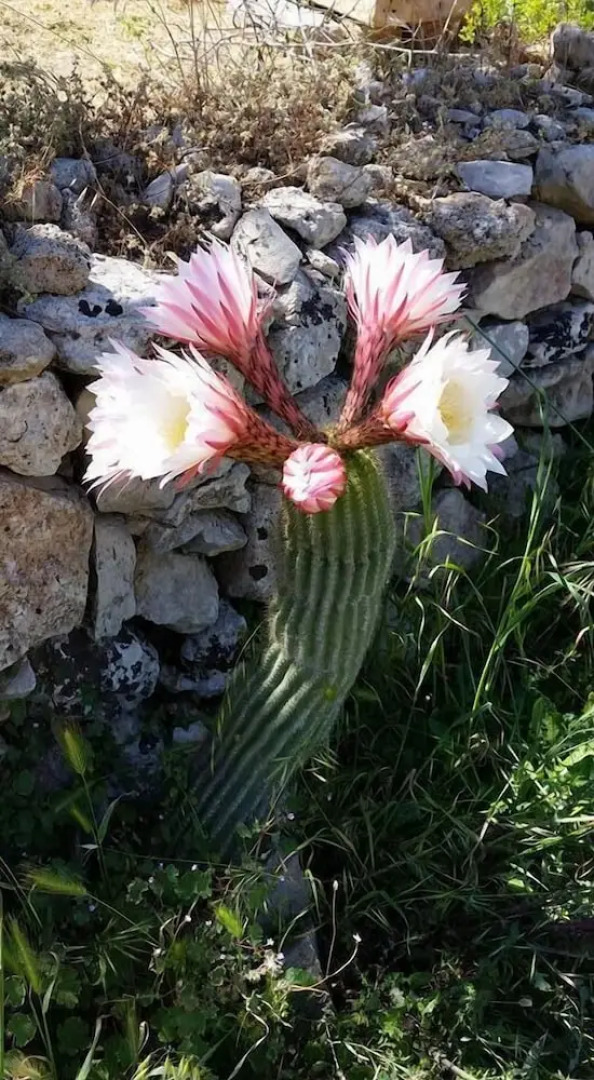 Tia Maria Country Inn