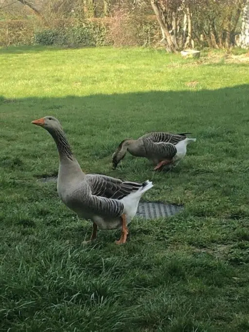 Sainte Suzanne gite de LA CHARRETERIE