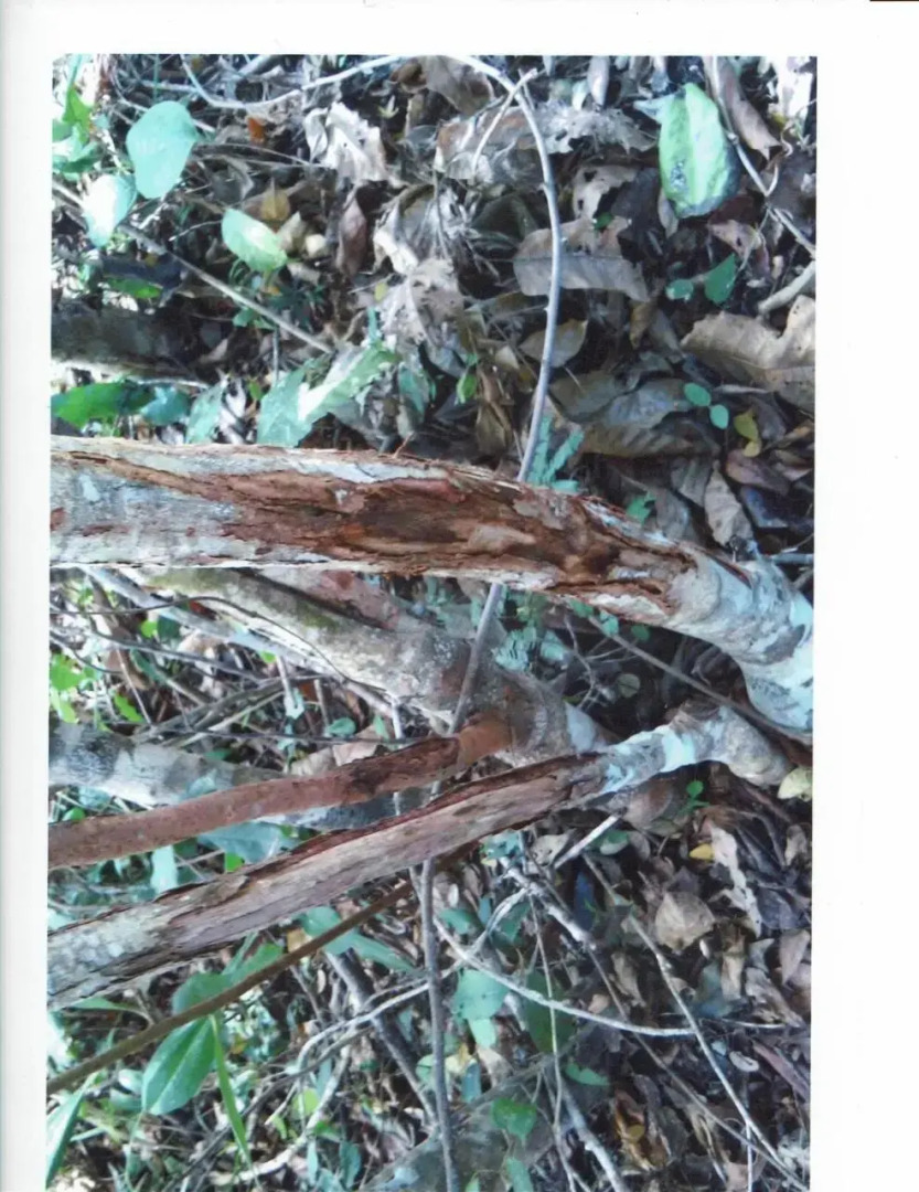 Posada Los Reyecitos