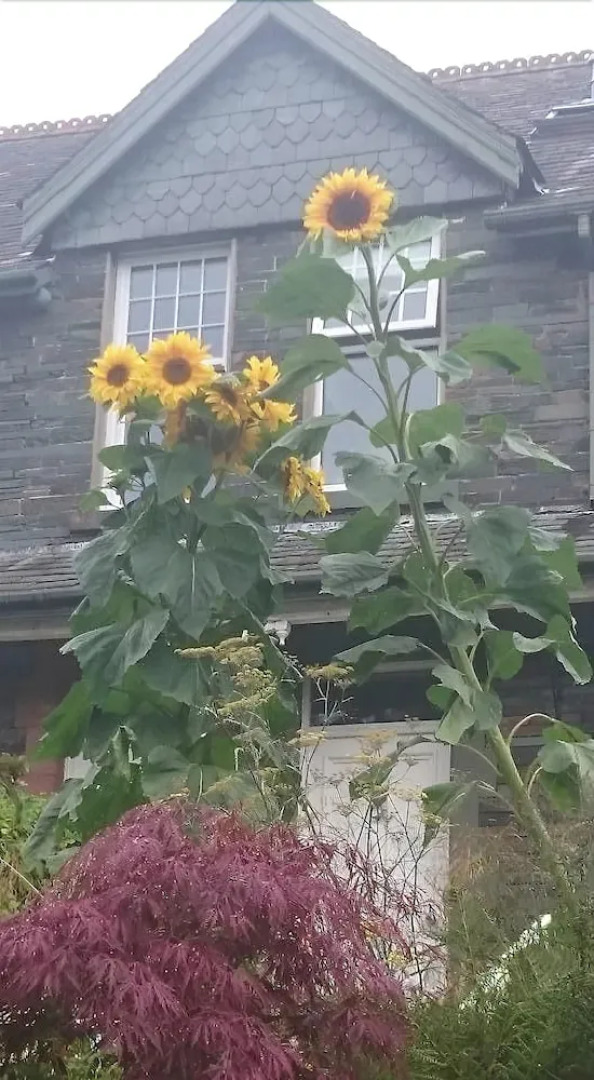 The Mount Bed and Breakfast
