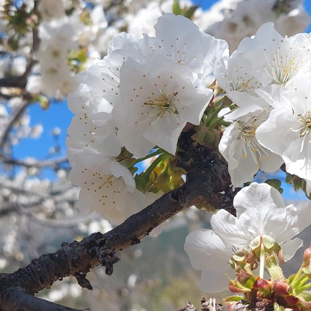 Puente Canto de Gredos
