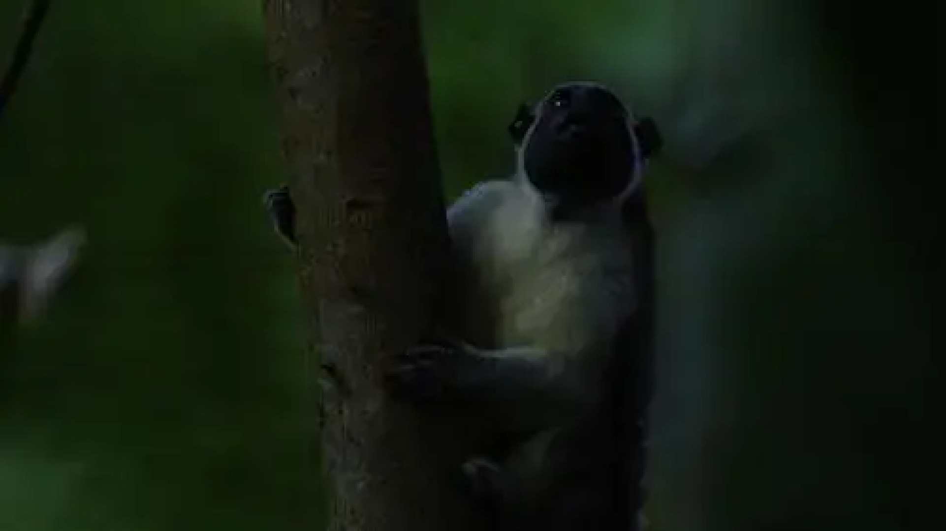 Los Robles Capurgana