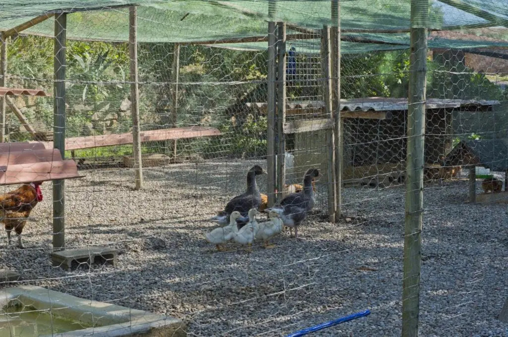 Mas Molera-Masoveria