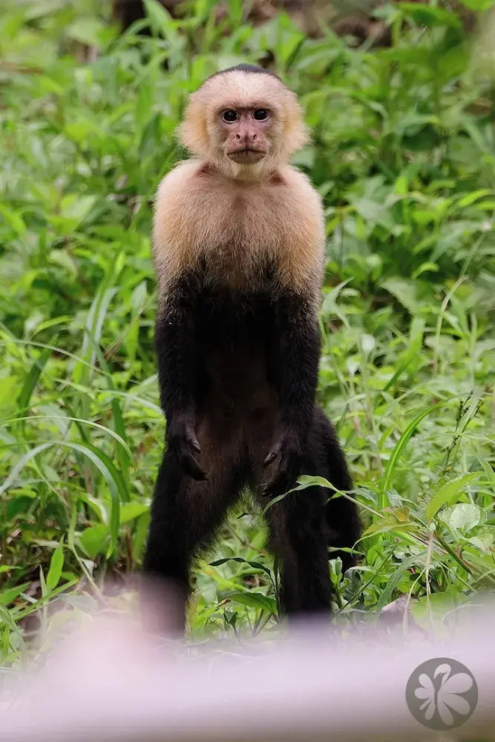 Villa Bruno - Terrace - Jungle - Birdwatching