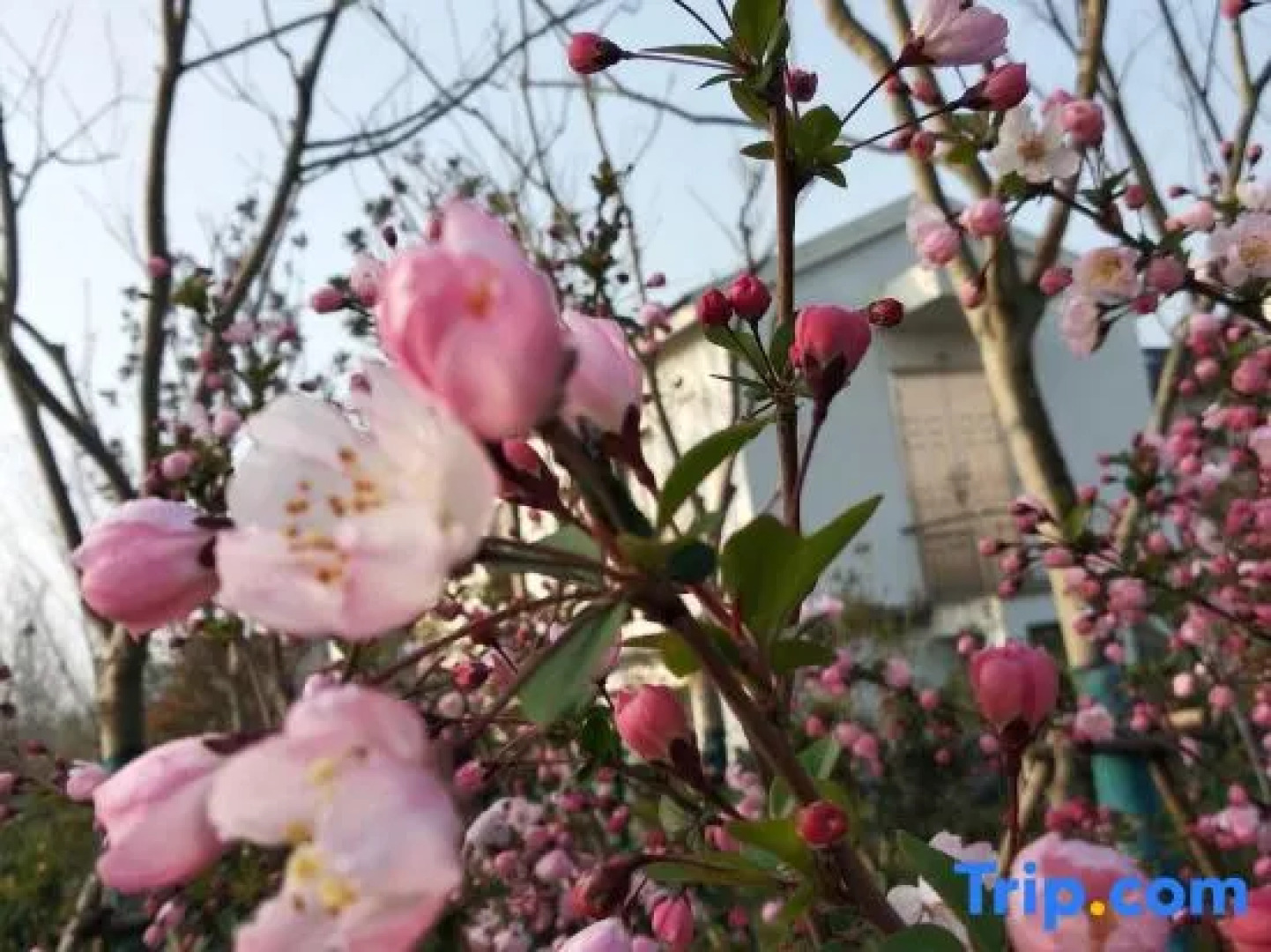Yijia Xiaoju Inn Wuzhen