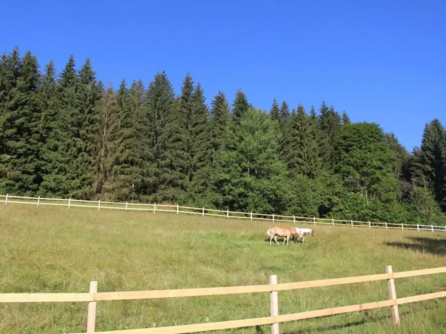 Pleasant Holiday Home in Bischofsreut near Forest