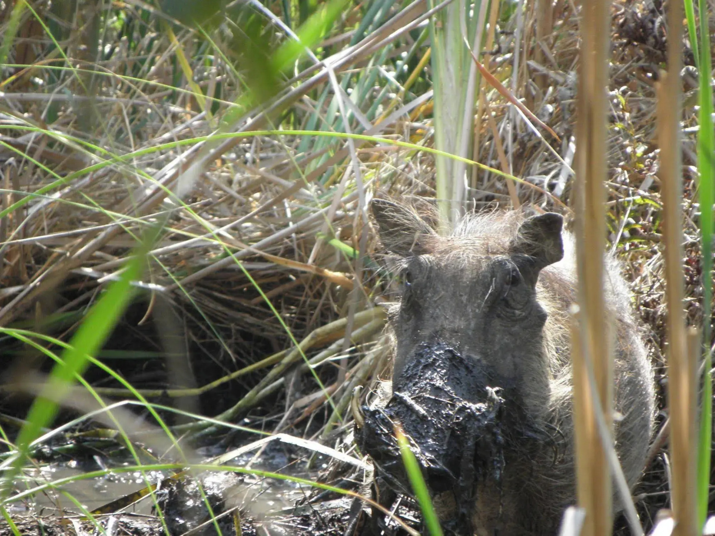 Jacana Lodge