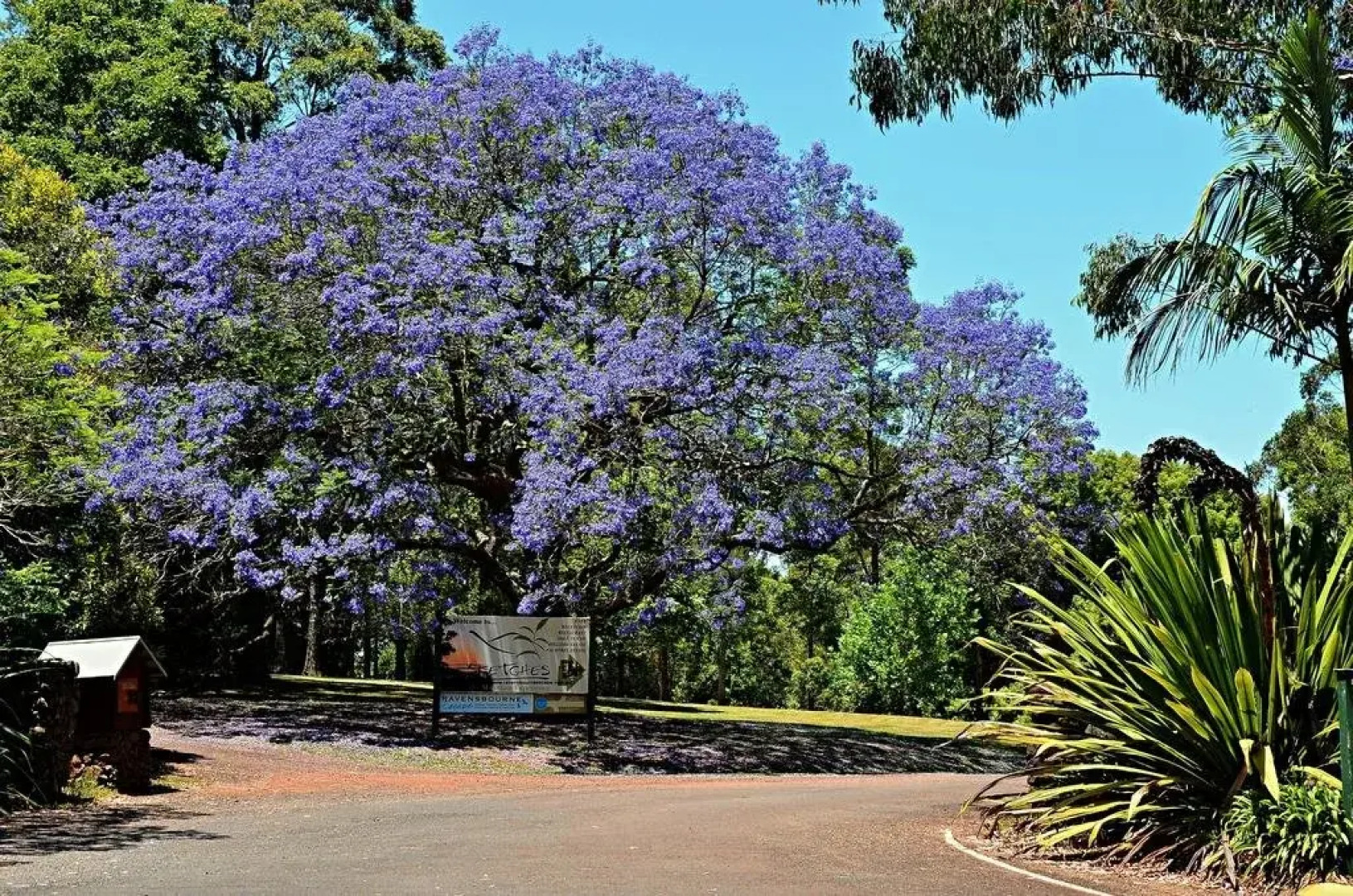 Ravensbourne Escape- Quingilli