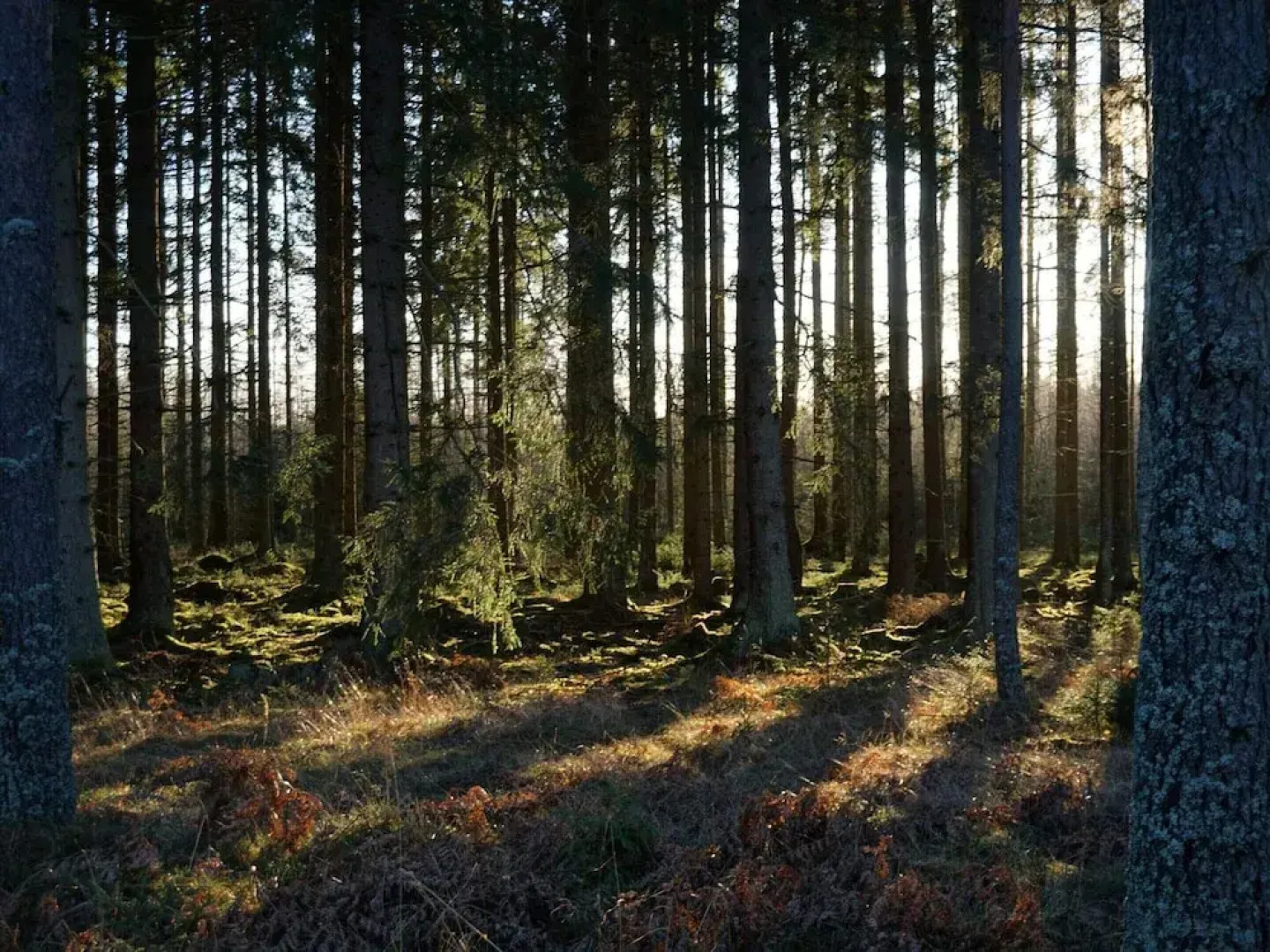 4 Star Holiday Home in Malmkoping