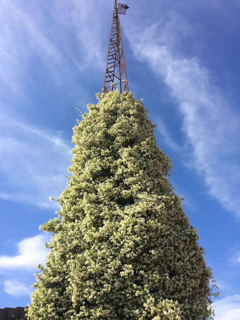 Peter Allen Motor Inn