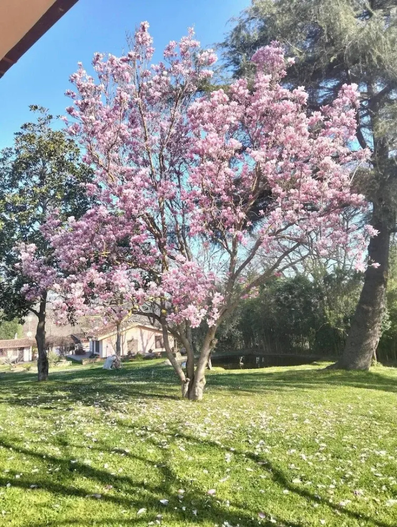 Rome Within Reach Relaxation, Nature, and a Private Pool!