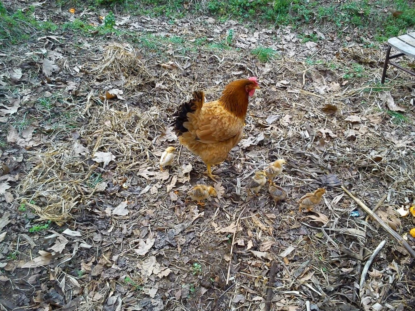 Yesil Bahce Bungalow - Ahsap Evler