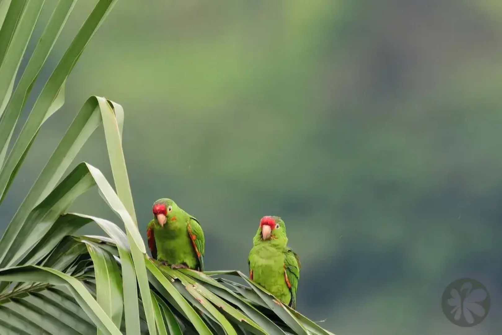 Villa Bruno - Terrace - Jungle - Birdwatching