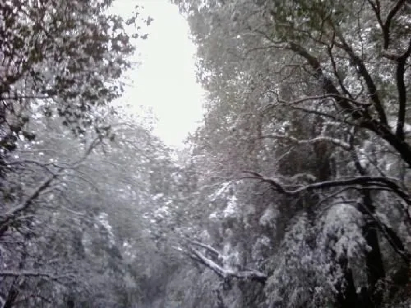 Fairview Manor Bed and Breakfast