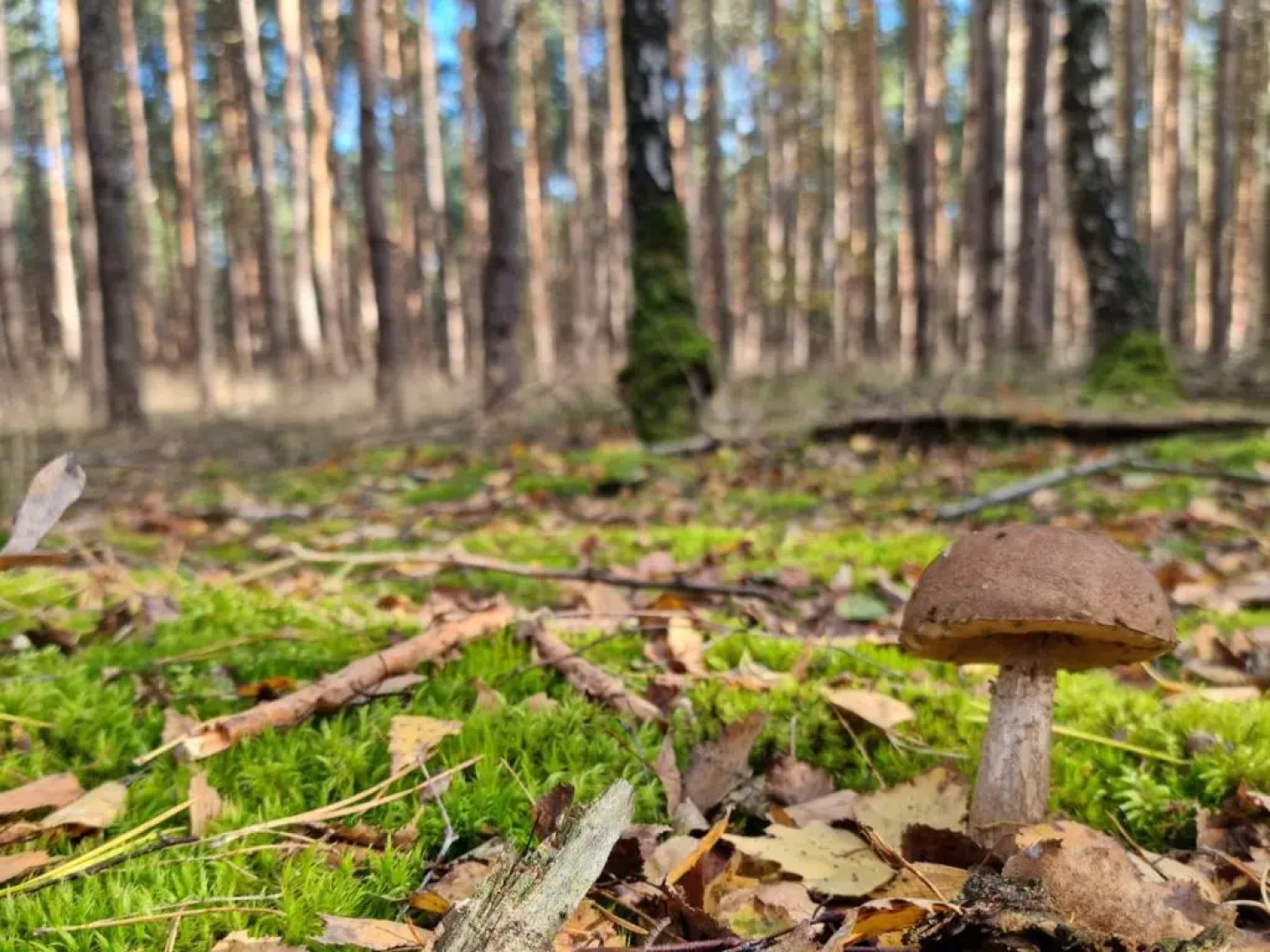 Pensjonat Leśniczówka