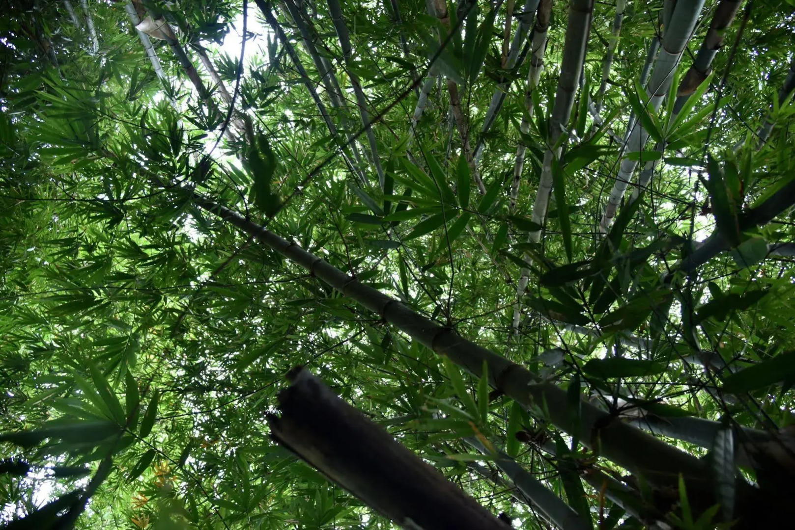 The Country House Chalets