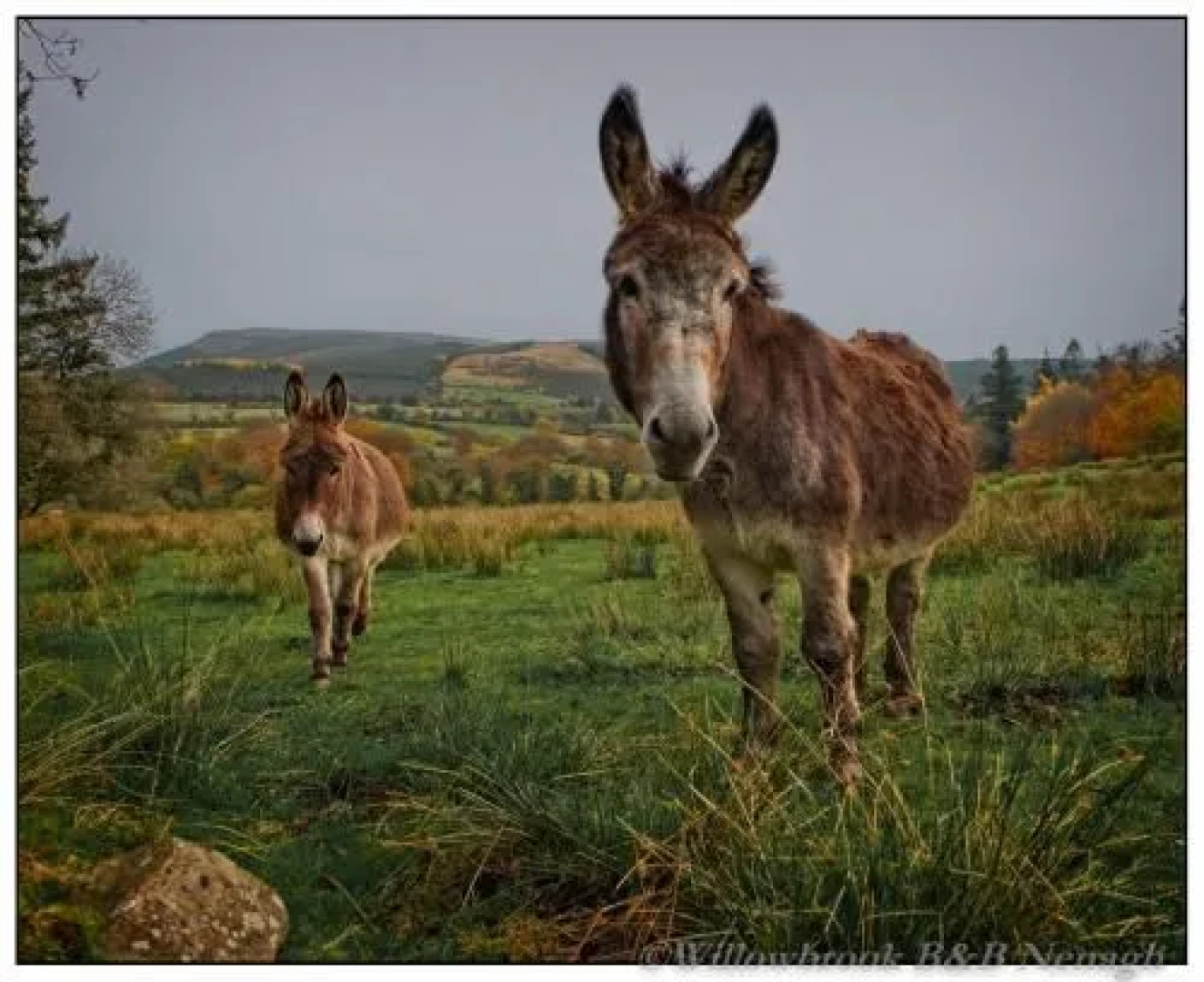 Willowbrook Bed & Breakfast