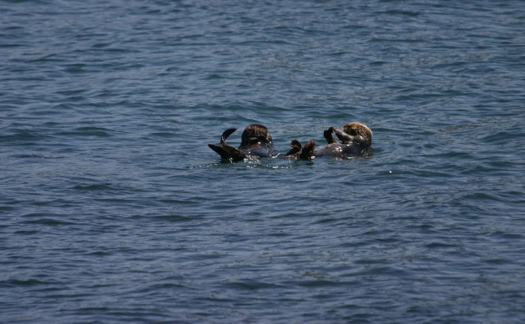 Rodeway Inn at Morro Bay