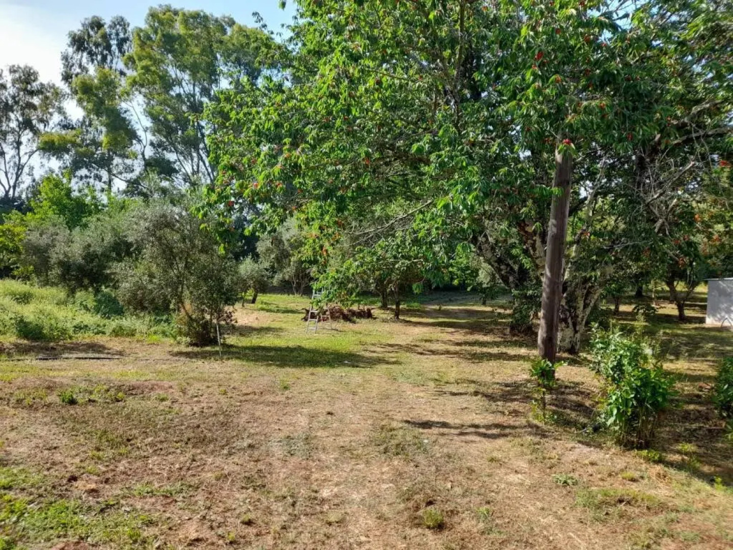 Lemontree Apartments