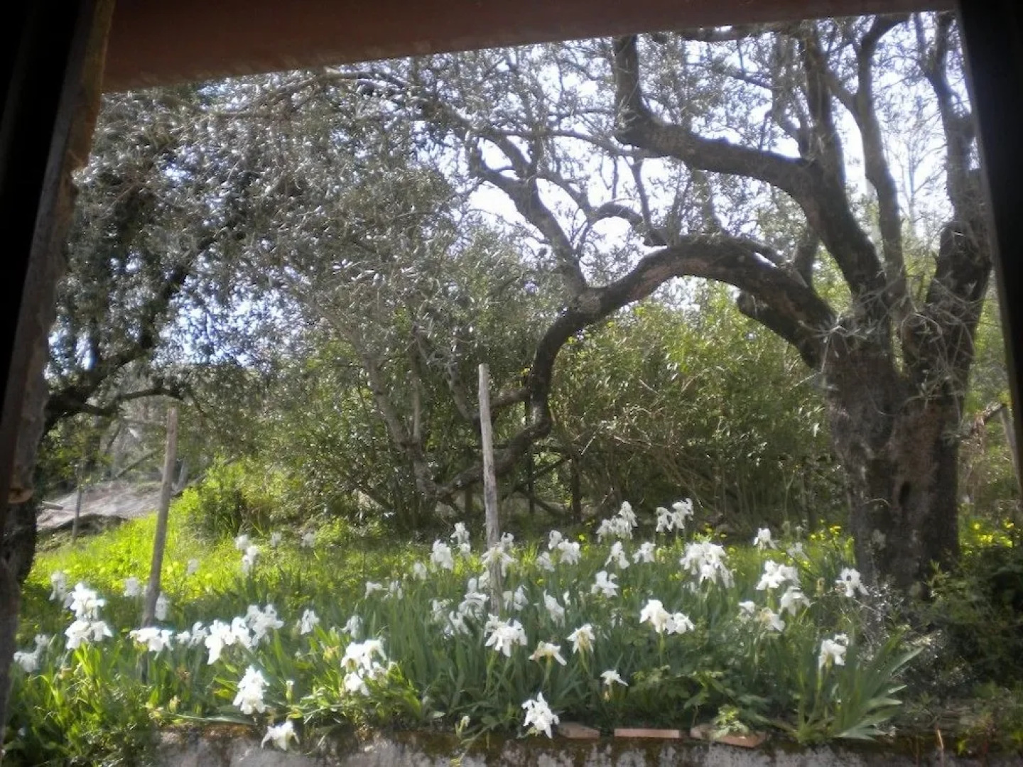 Agriturismo La Mancosa