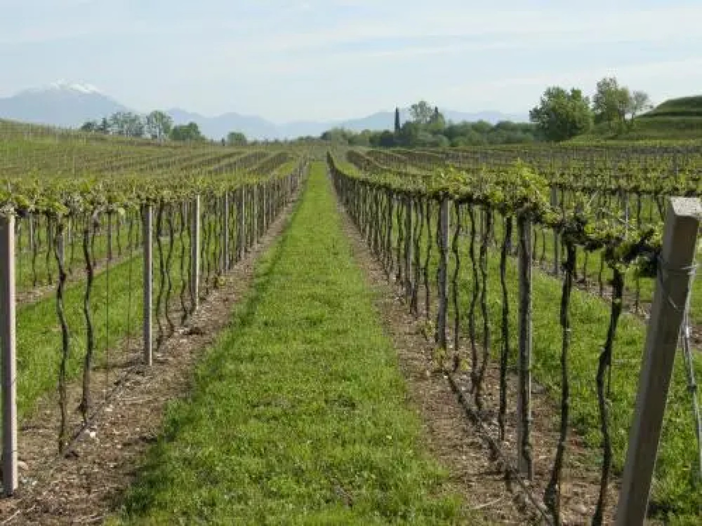 I Vigneti Bed & Breakfast