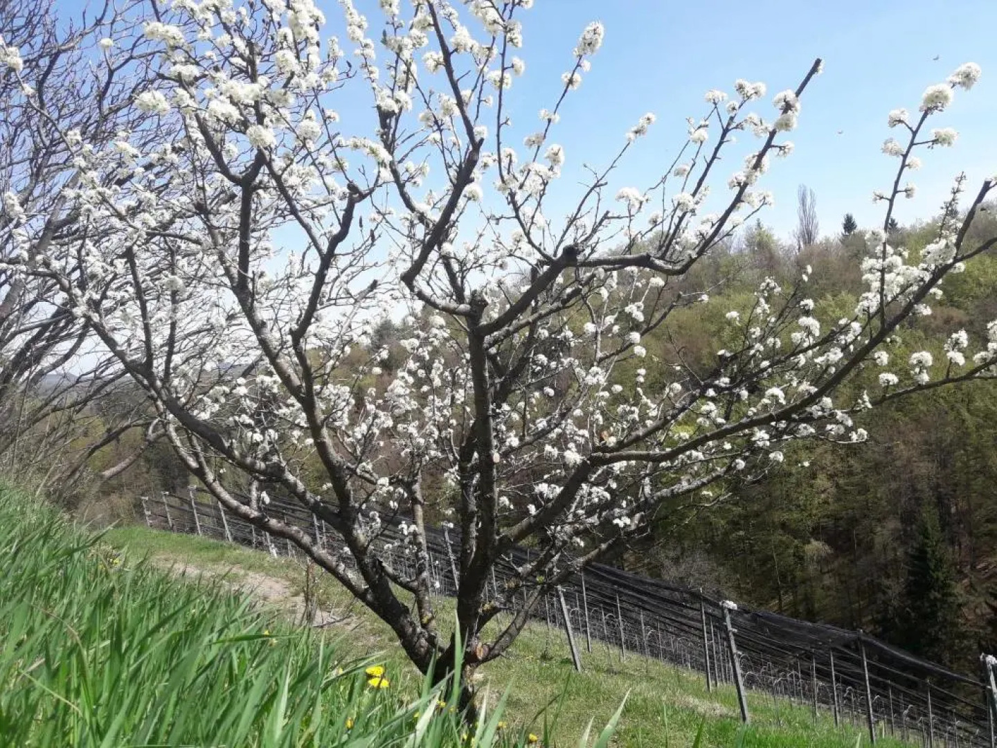 Weingut- Gästezimmer Marko