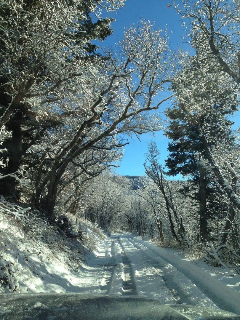 Treehouse by the Stream