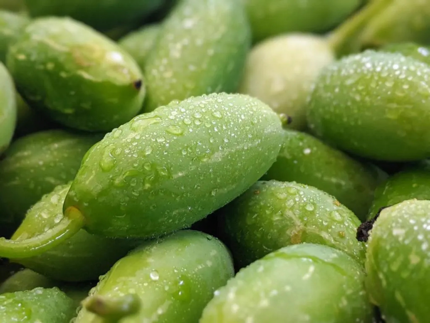 Tranquil Blusalz Rural