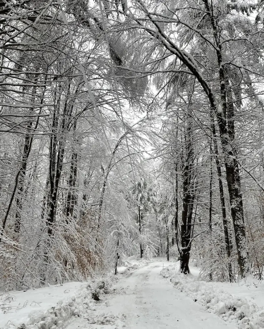 Forest Mountain Escape: Beautiful Mountaintop Escape In Mendon, Vt. 20 Min To Killington/14 To Pico. 4 Bedroom Home