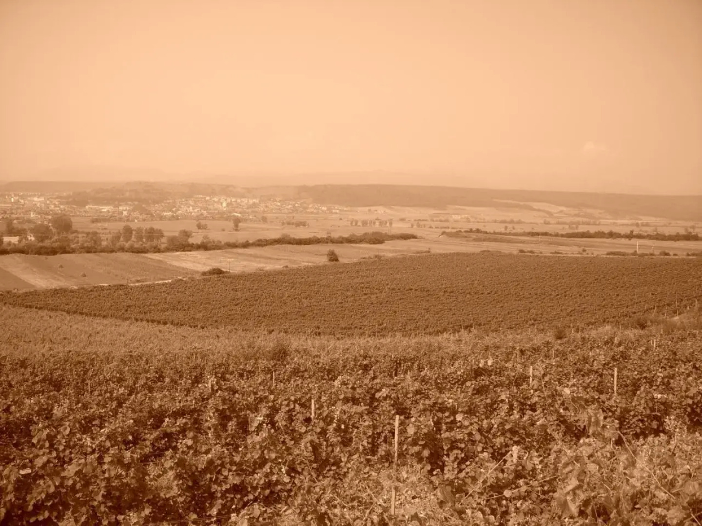 Casa Domeniile Vinului