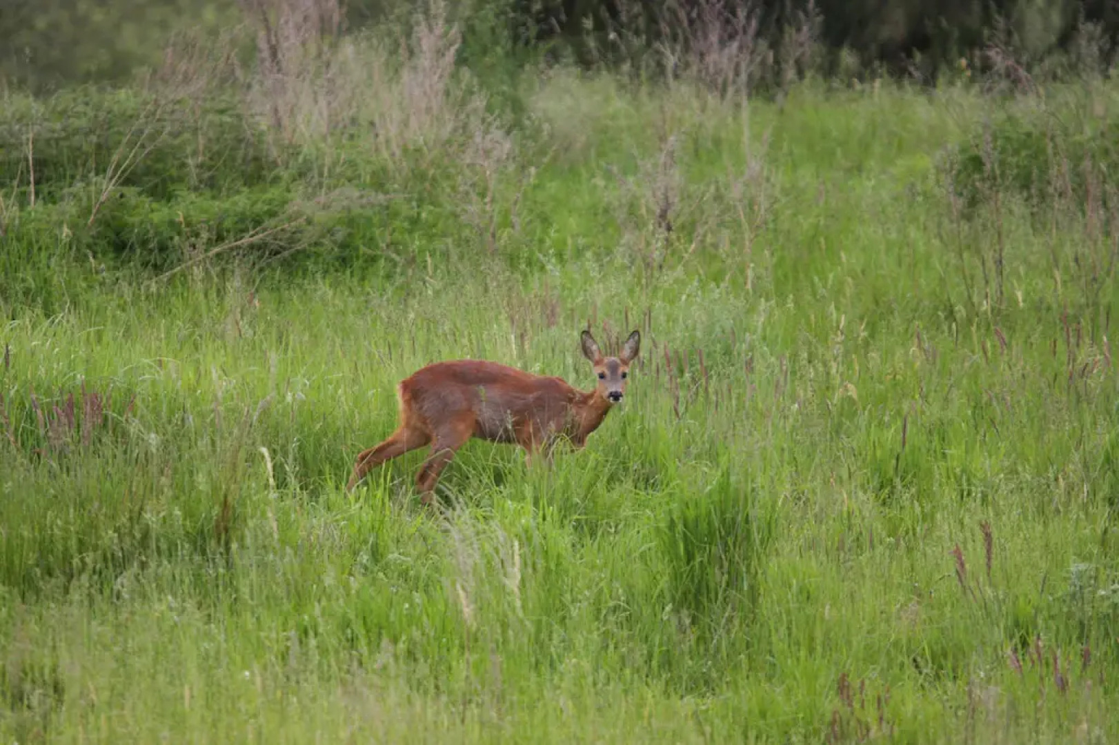 Semi-detached house Seepferdchen, Lohmen