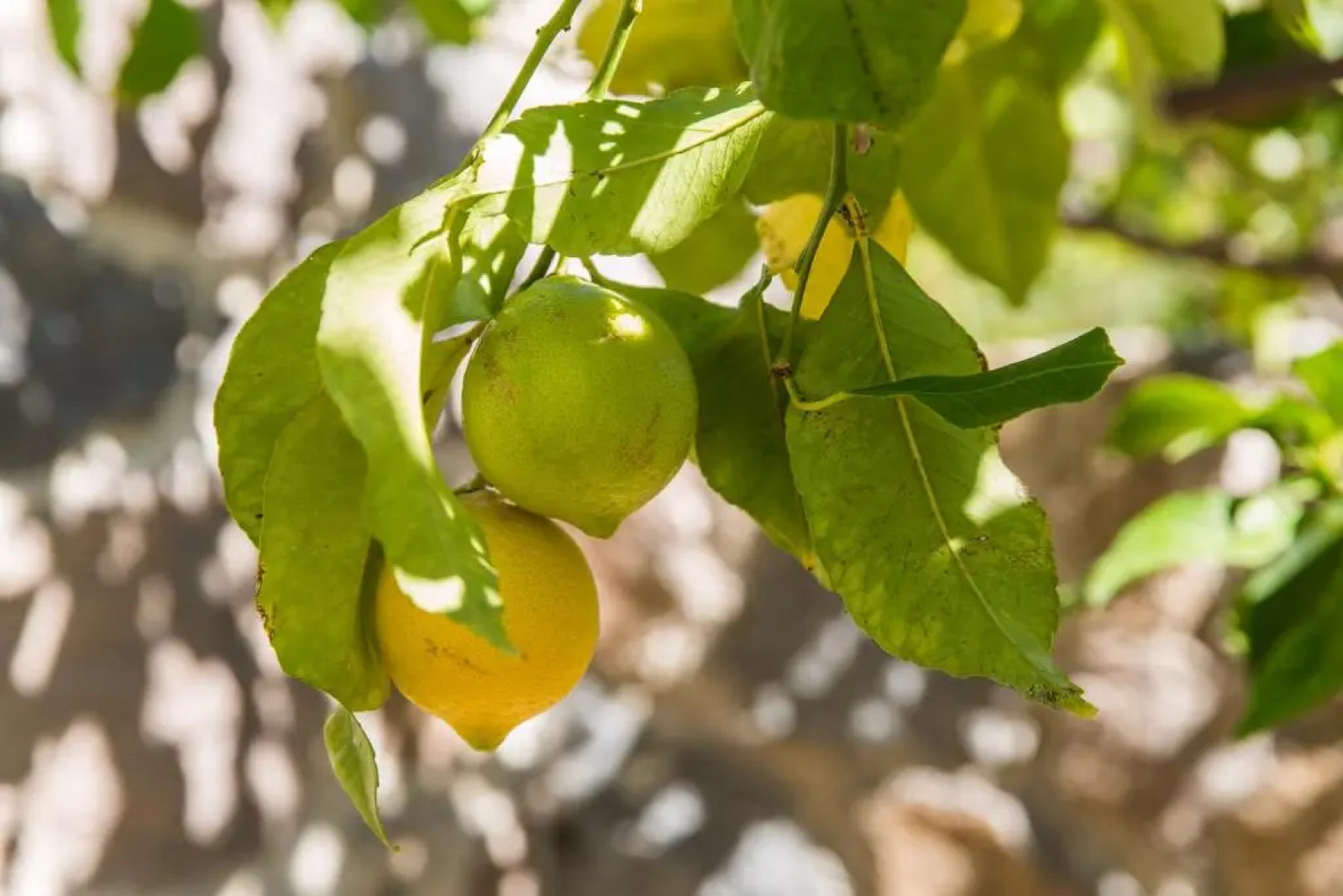Villa Euphoria in Aegina, A' Marathonas bay