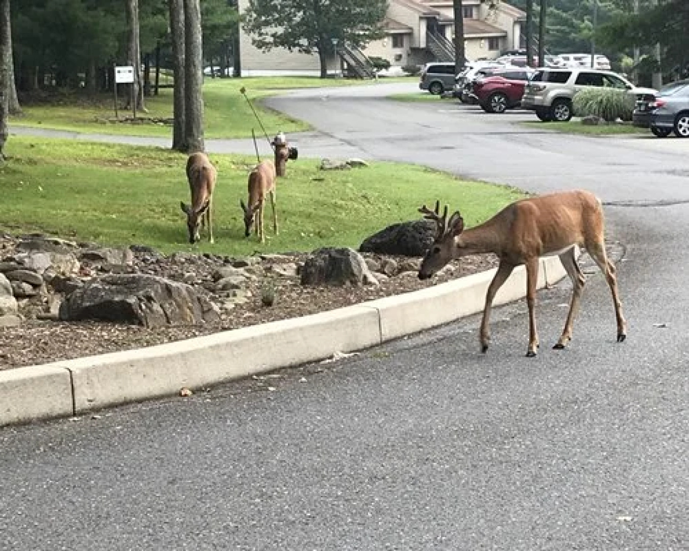 Westwood Villas, Lake Harmony, USA