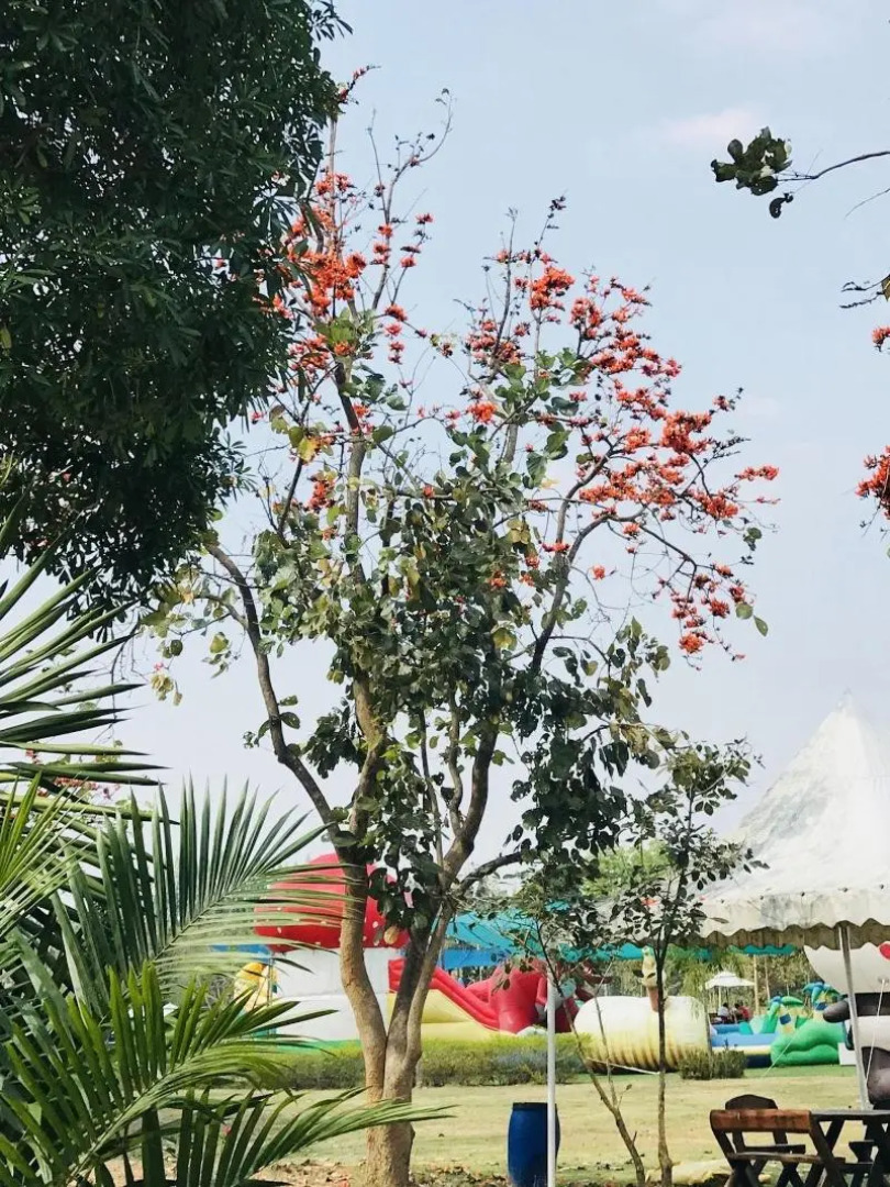 Suan Phueng Pa Wai Resort