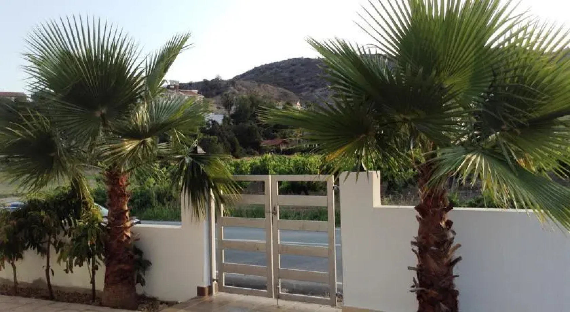 The Old Olive Tree House