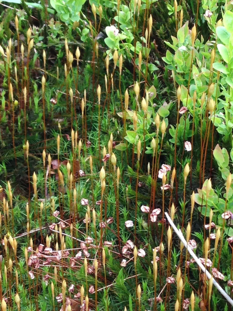 Scottish Highlander Guesthouse