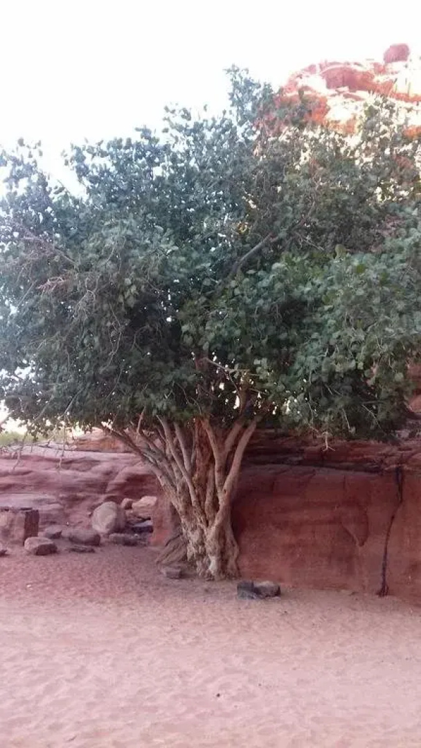 Wadi Rum Cave Camp