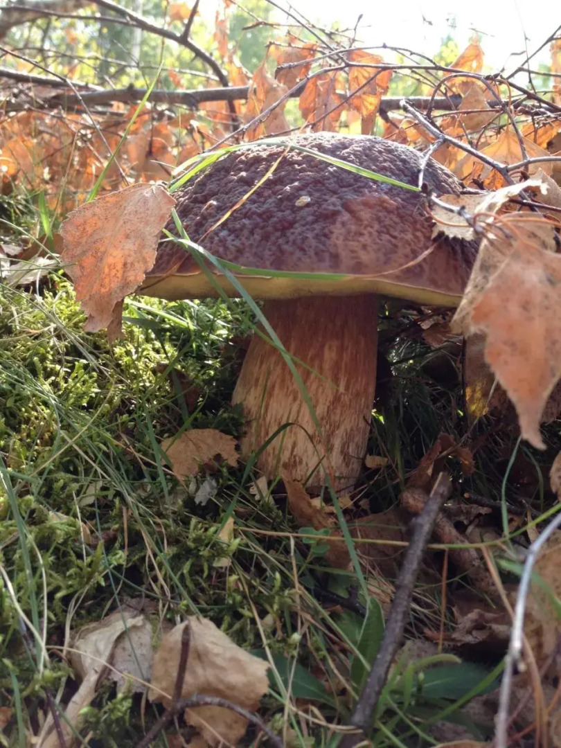 Усадьба Эрташ